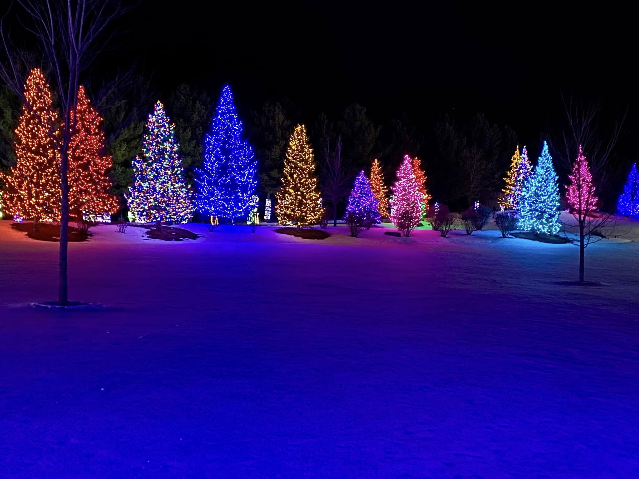 Pine Tree Full Coverage Holiday lights christmas lighting near me